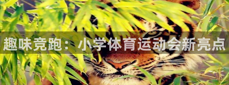 vsport体育官网下载平台是正规平台吗安全吗：趣味